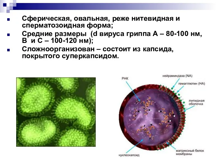 Сферическая, овальная, реже нитевидная и сперматозоидная форма; Средние размеры (d вируса гриппа А