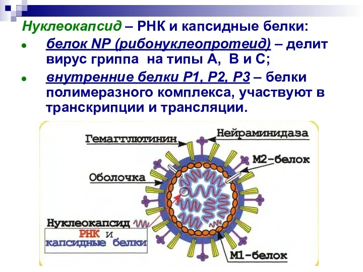 Нуклеокапсид – РНК и капсидные белки: белок NР (рибонуклеопротеид) – делит вирус гриппа