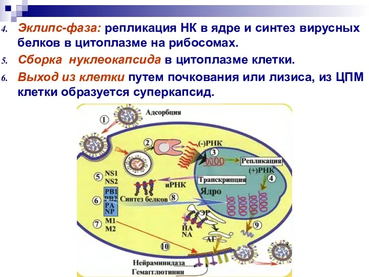 Эклипс-фаза: репликация НК в ядре и синтез вирусных белков в цитоплазме на рибосомах.