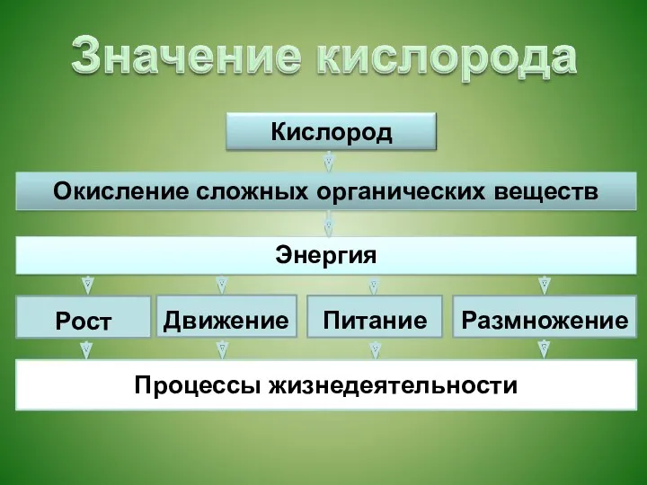 Рост Движение Питание Размножение Процессы жизнедеятельности Окисление сложных органических веществ Энергия