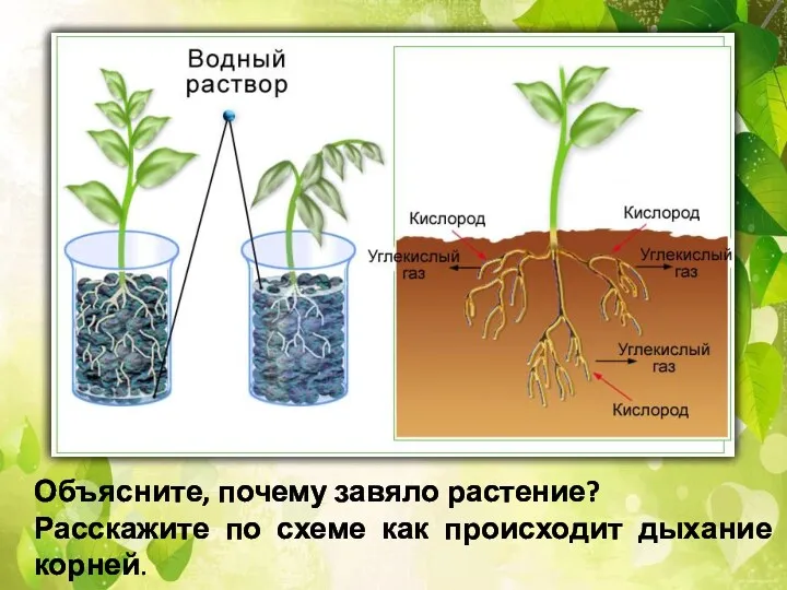 Объясните, почему завяло растение? Расскажите по схеме как происходит дыхание корней.