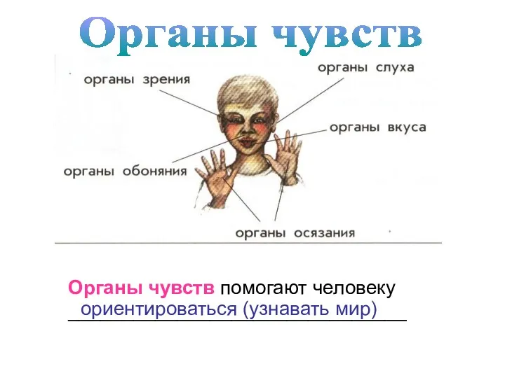 Органы чувств помогают человеку _______________________________ Органы чувств ориентироваться (узнавать мир)