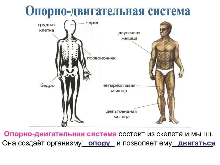 Опорно-двигательная система Опорно-двигательная система состоит из скелета и мышц. Она