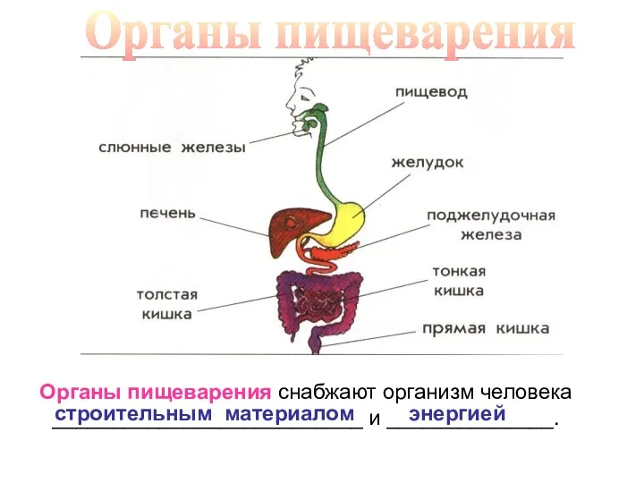 Органы пищеварения Органы пищеварения снабжают организм человека __________________________ и ______________. строительным материалом энергией