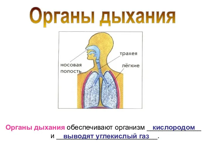 Органы дыхания Органы дыхания обеспечивают организм ______________ и __________________________. кислородом выводят углекислый газ