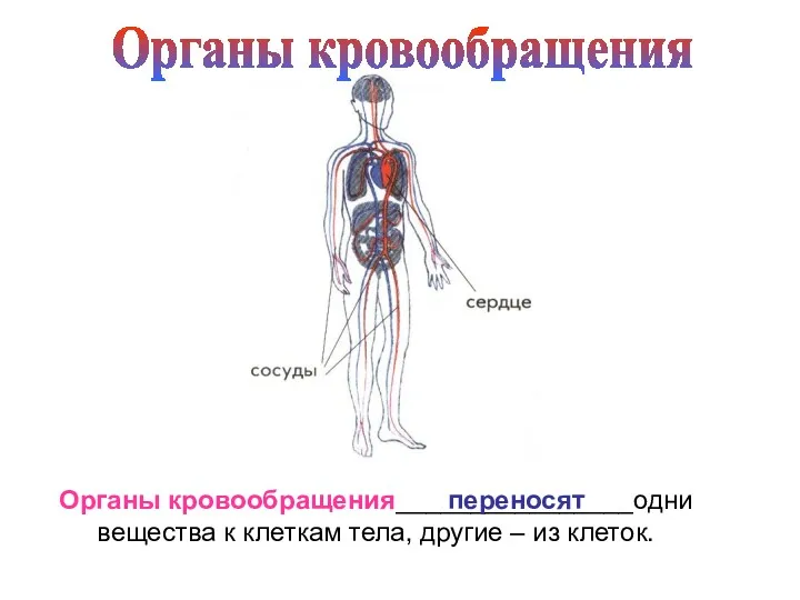 Органы кровообращения Органы кровообращения________________одни вещества к клеткам тела, другие – из клеток. переносят