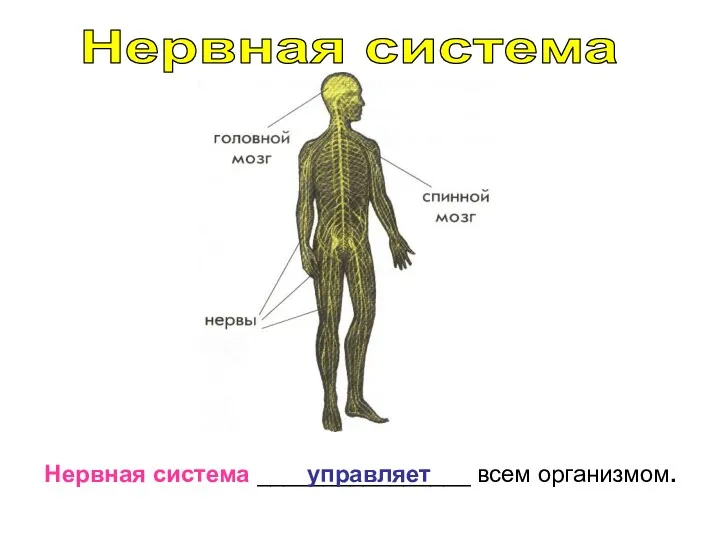 Нервная система Нервная система ________________ всем организмом. управляет