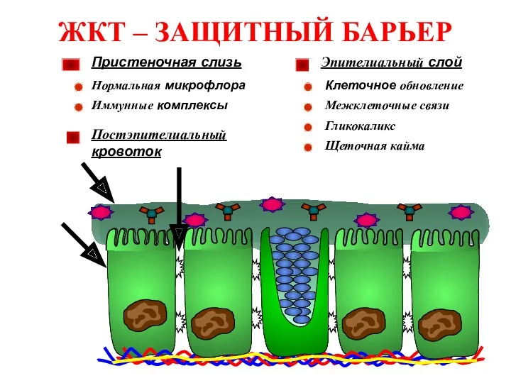 ЖКТ – ЗАЩИТНЫЙ БАРЬЕР Пристеночная слизь Иммунные комплексы Нормальная микрофлора