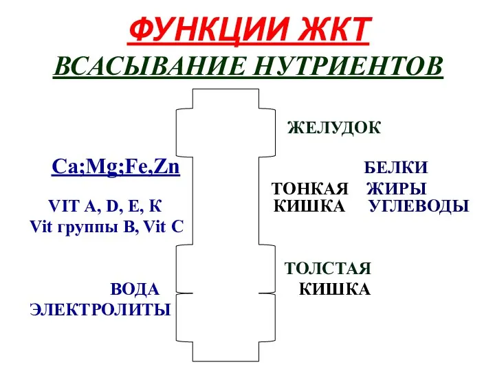 ФУНКЦИИ ЖКТ ВСАСЫВАНИЕ НУТРИЕНТОВ ЖЕЛУДОК Ca;Mg;Fe,Zn БЕЛКИ ТОНКАЯ ЖИРЫ VIT