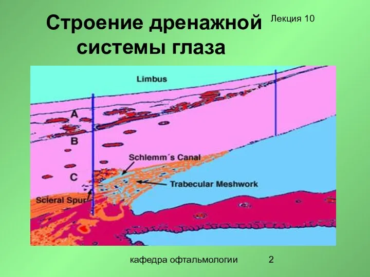 кафедра офтальмологии Строение дренажной системы глаза