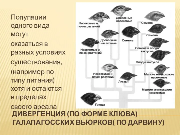 ДИВЕРГЕНЦИЯ (ПО ФОРМЕ КЛЮВА) ГАЛАПАГОССКИХ ВЬЮРКОВ( ПО ДАРВИНУ) Популяции одного