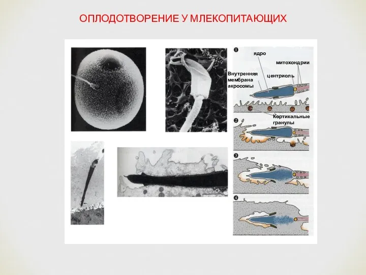 ОПЛОДОТВОРЕНИЕ У МЛЕКОПИТАЮЩИХ