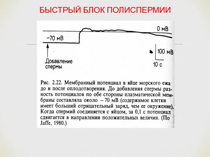 БЫСТРЫЙ БЛОК ПОЛИСПЕРМИИ