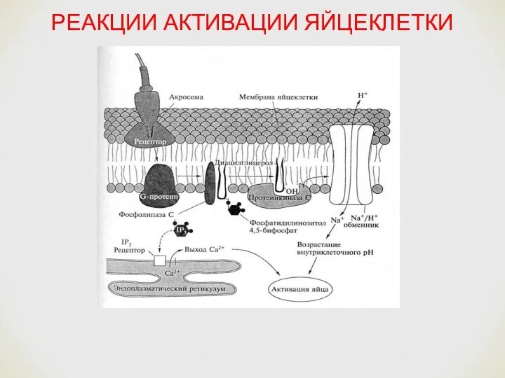 РЕАКЦИИ АКТИВАЦИИ ЯЙЦЕКЛЕТКИ