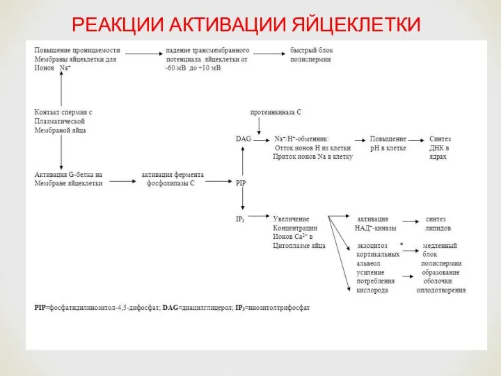 РЕАКЦИИ АКТИВАЦИИ ЯЙЦЕКЛЕТКИ