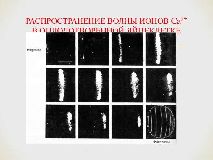 РАСПРОСТРАНЕНИЕ ВОЛНЫ ИОНОВ Ca2+ В ОПЛОДОТВОРЕННОЙ ЯЙЦЕКЛЕТКЕ