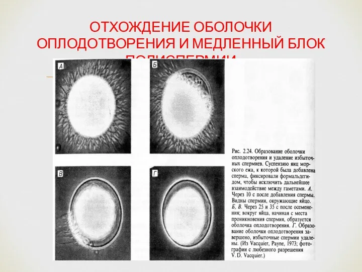 ОТХОЖДЕНИЕ ОБОЛОЧКИ ОПЛОДОТВОРЕНИЯ И МЕДЛЕННЫЙ БЛОК ПОЛИСПЕРМИИ