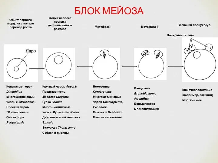 Ооцит первого порядка в начале периода роста Ооцит первого порядка