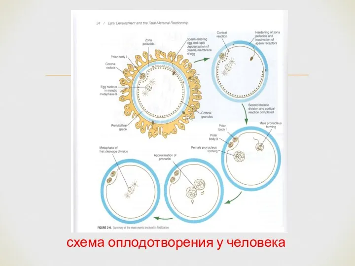 схема оплодотворения у человека