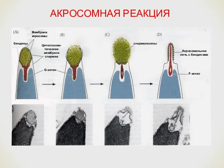 АКРОСОМНАЯ РЕАКЦИЯ