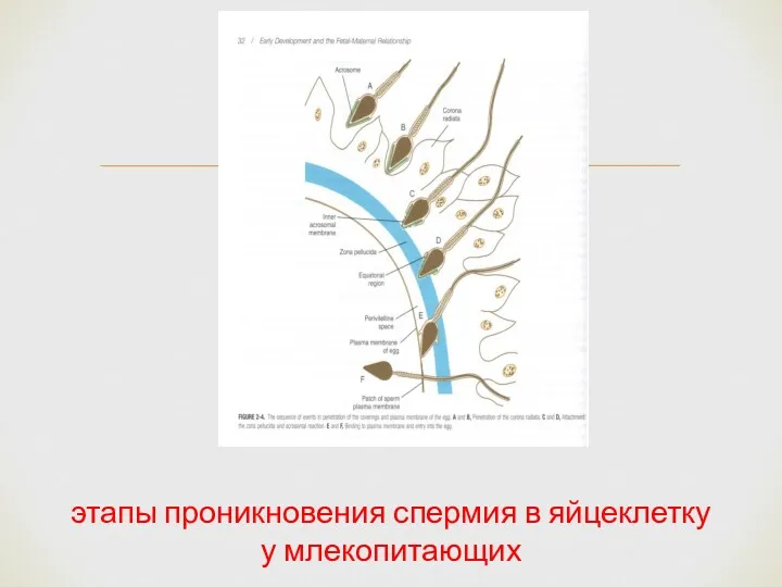 этапы проникновения спермия в яйцеклетку у млекопитающих