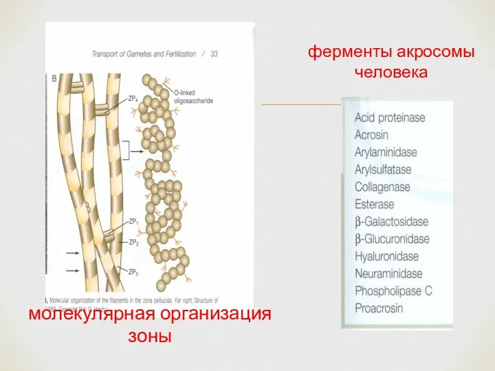 ферменты акросомы человека молекулярная организация зоны