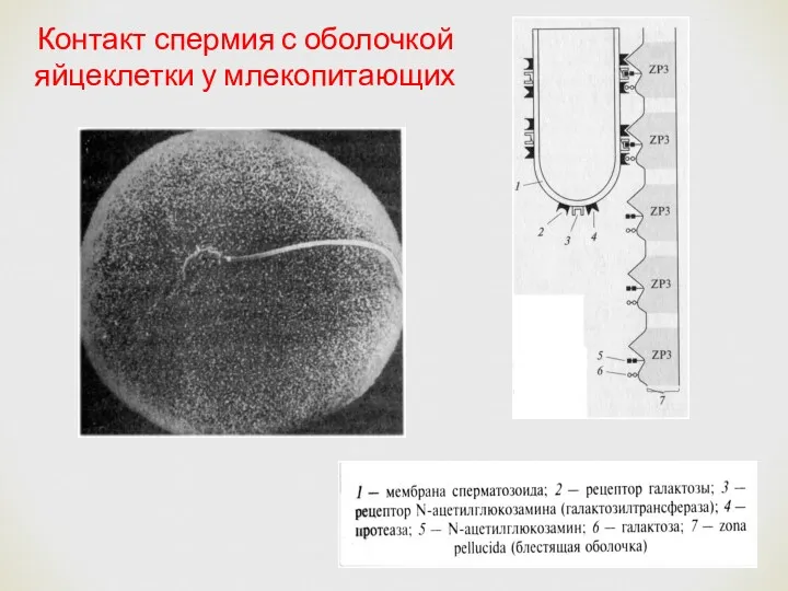 Контакт спермия с оболочкой яйцеклетки у млекопитающих