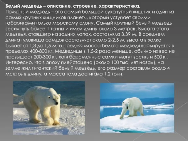 Белый медведь – описание, строение, характеристика. Полярный медведь – это