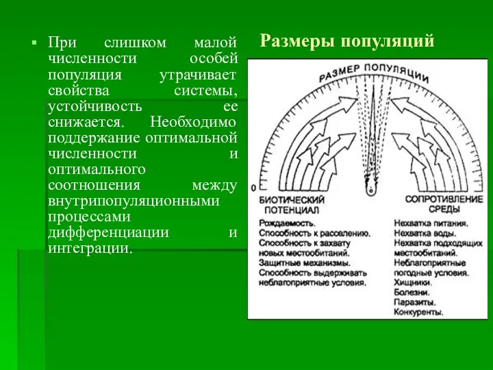 Размеры популяций При слишком малой численности особей популяция утрачивает свойства