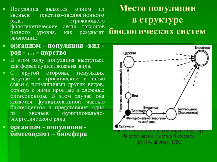 Место популяции в структуре биологических систем Популяция является одним из