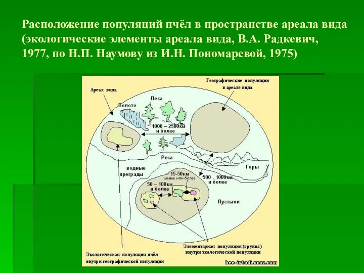 Расположение популяций пчёл в пространстве ареала вида (экологические элементы ареала