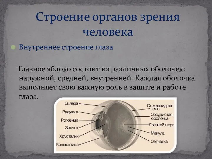 Внутреннее строение глаза Глазное яблоко состоит из различных оболочек: наружной,