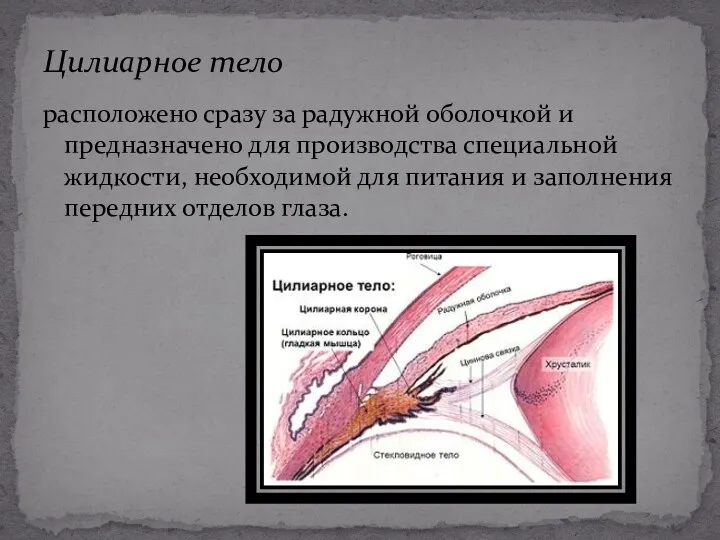 расположено сразу за радужной оболочкой и предназначено для производства специальной