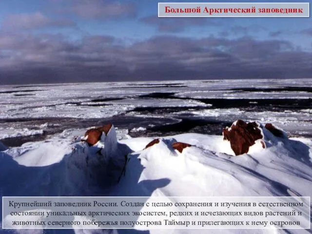 Большой Арктический заповедник Крупнейший заповедник России. Создан с целью сохранения