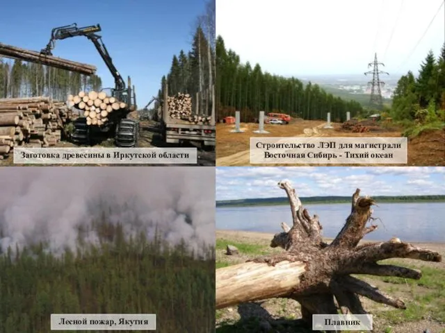 Строительство ЛЭП для магистрали Восточная Сибирь - Тихий океан Заготовка древесины в Иркутской
