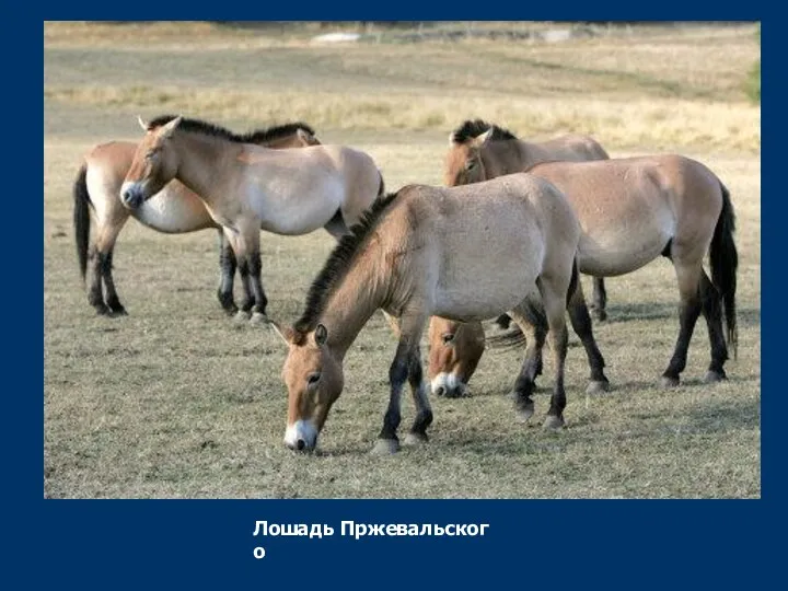 Лошадь Пржевальского