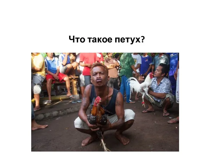 Что такое петух?