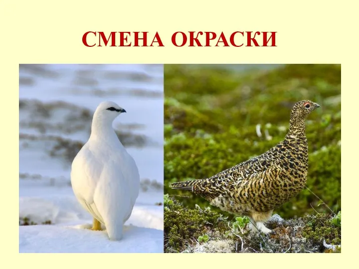 СМЕНА ОКРАСКИ