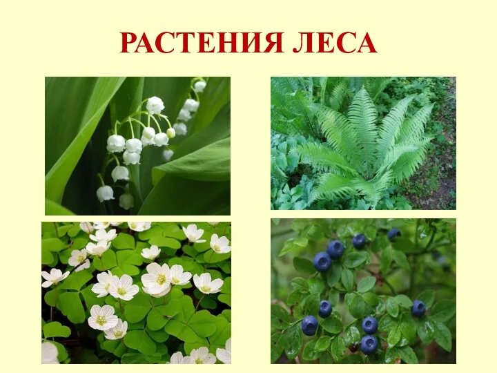 РАСТЕНИЯ ЛЕСА