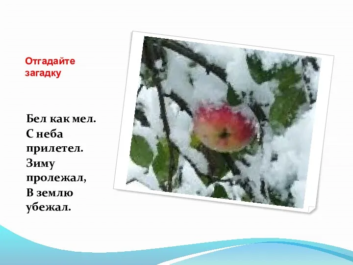 Отгадайте загадку Бел как мел. С неба прилетел. Зиму пролежал, В землю убежал.