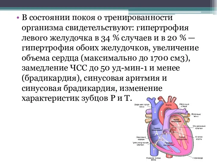 В состоянии покоя о тренированности организма свидетельствуют: гипертрофия левого желудочка