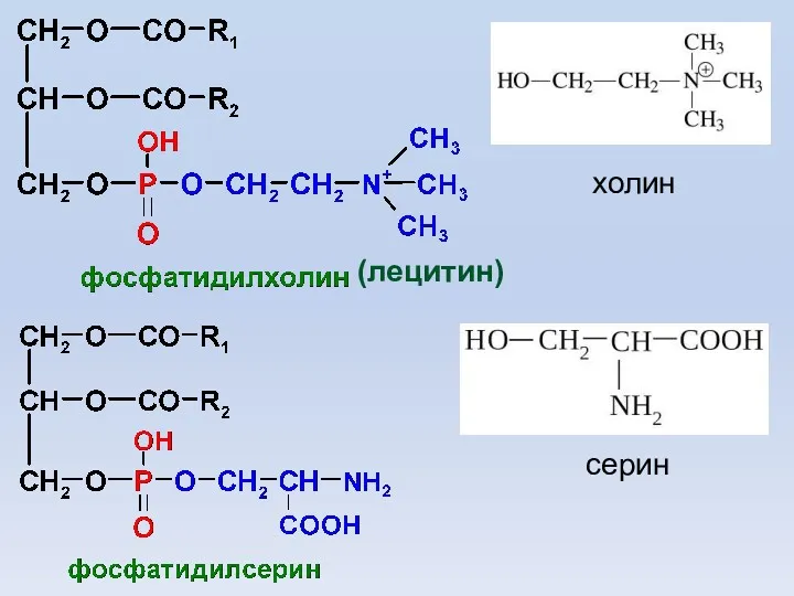 (лецитин) серин холин