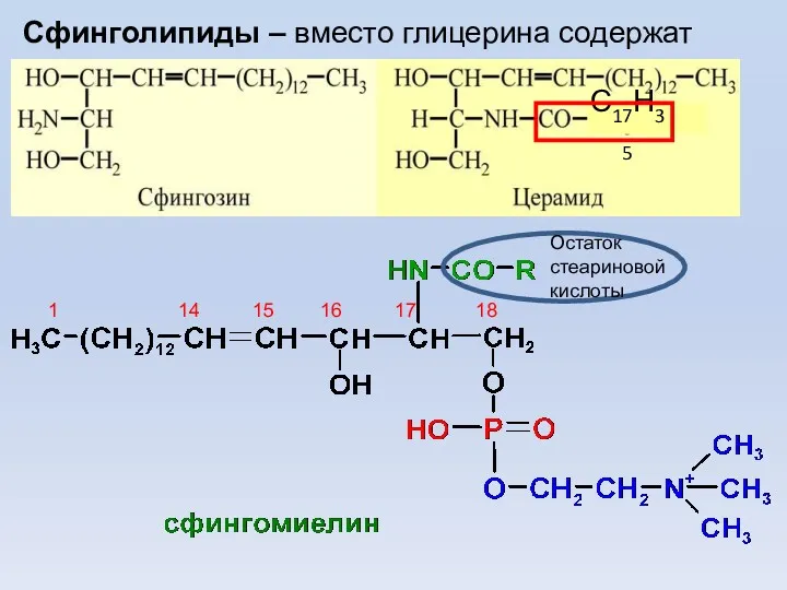 Сфинголипиды – вместо глицерина содержат Остаток стеариновой кислоты 1 14 15 16 17 18