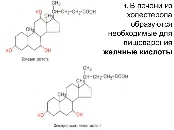 1. В печени из холестерола образуются необходимые для пищеварения желчные кислоты