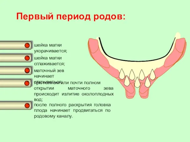 шейка матки укорачивается; шейка матки сглаживается; маточный зев начинает открываться;