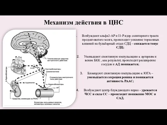 Механизм действия в ЦНС Возбуждают альфа2-АР и I1-P ядер солитарного