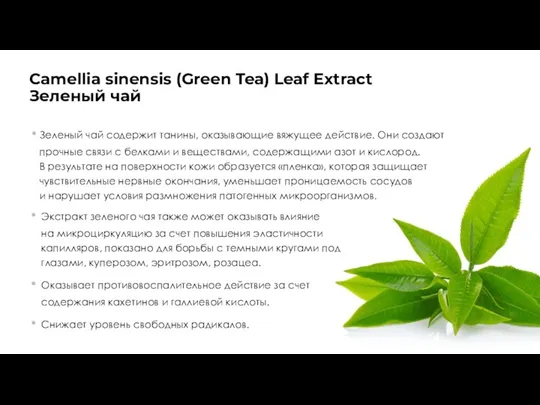 Camellia sinensis (Green Tea) Leaf Extract Зеленый чай Зеленый чай содержит танины, оказывающие