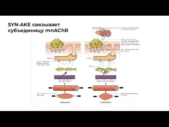 SYN-AKE связывает субъединицу mnAChR