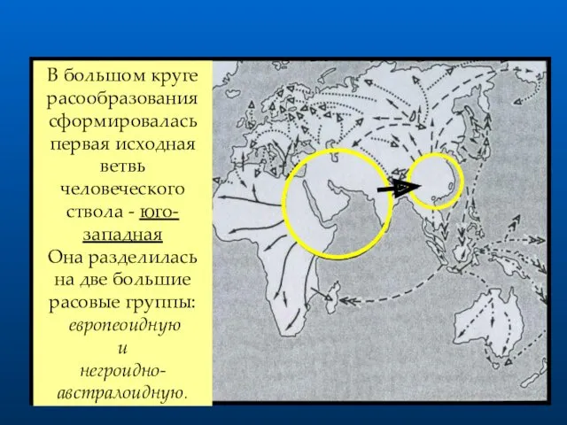 В большом круге расообразования сформировалась первая исходная ветвь человеческого ствола