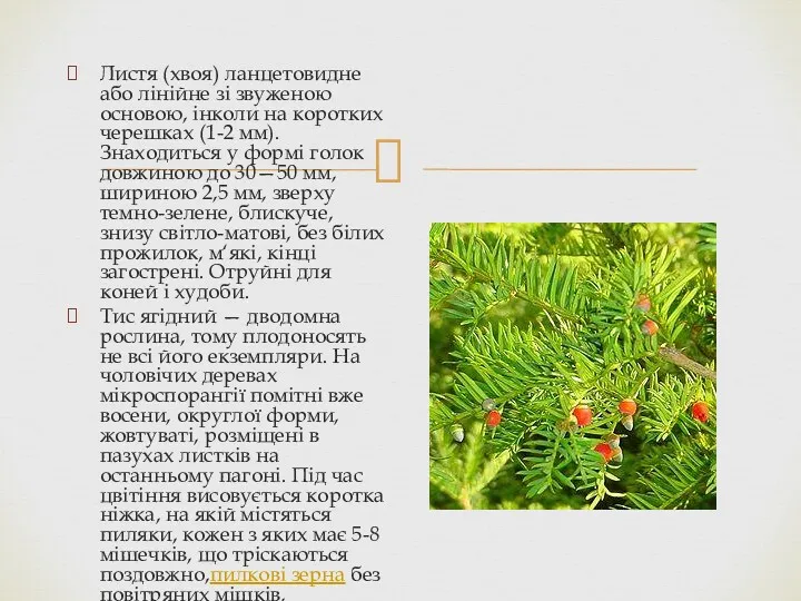 Листя (хвоя) ланцетовидне або лінійне зі звуженою основою, інколи на